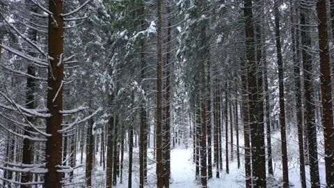 Winter Mountain Forest. Pine Trees Fairy Forest. Stock-Footage 150394096