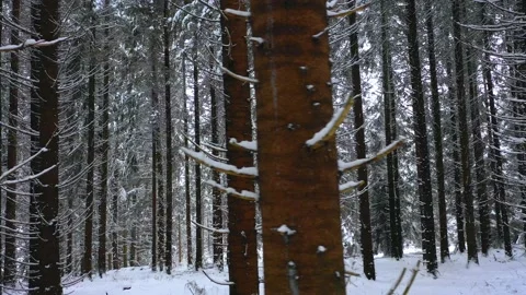 Winter Mountain Forest. Pine Trees Fairy Forest. Stock-Footage 150394123