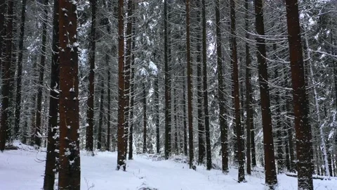 Winter Mountain Forest. Pine Trees Fairy Forest. Vídeos de archivo 150394206