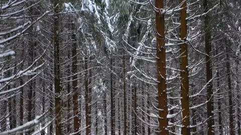 Winter Mountain Forest. Pine Trees Fairy Forest. Stock-Footage 150394208