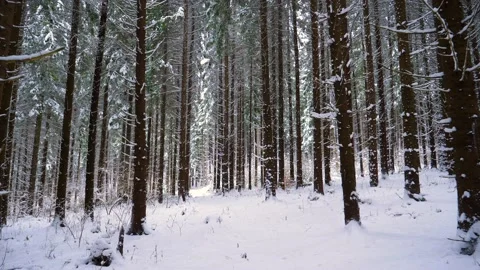 Winter Mountain Forest. Pine Trees Fairy Forest. Stock Footage 150556124