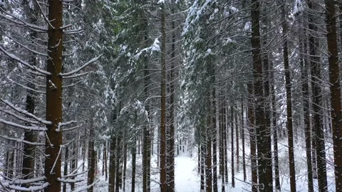 Winter Mountain Forest. Pine Trees Fairy Forest. 스톡 동영상 150556383