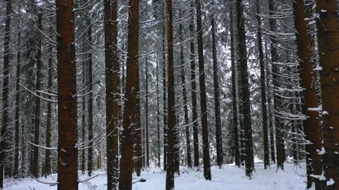 Winter Mountain Forest. Pine Trees Fairy Forest. 스톡 동영상 150556384