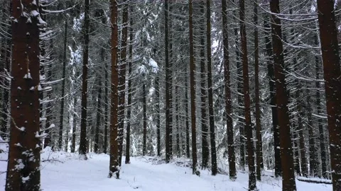Winter Mountain Forest. Pine Trees Fairy Forest. 스톡 동영상 150600301