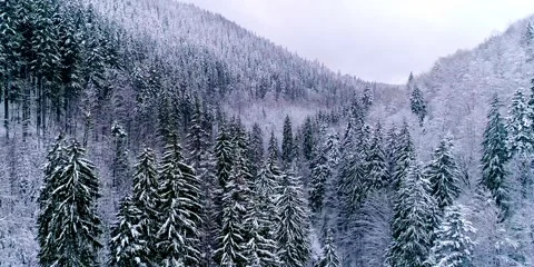 Winter mountain forest with snow-cap on Christmas tree, landscape  Stock Footage 280128963