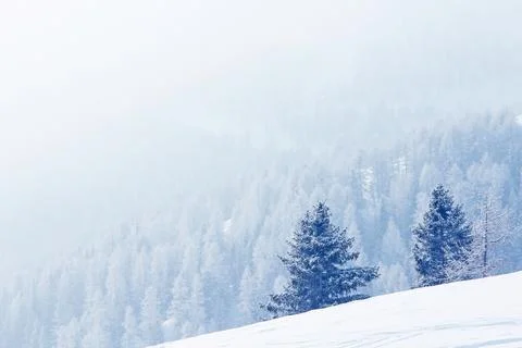 Winter mountain forest in snow Stock Photos
