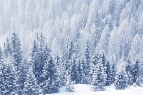 Winter mountain forest in Soelden Stock Photos
