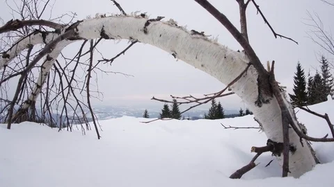 Winter in mountain, horizontal panning. Curved birch in the foreground. Stock Footage 73073362