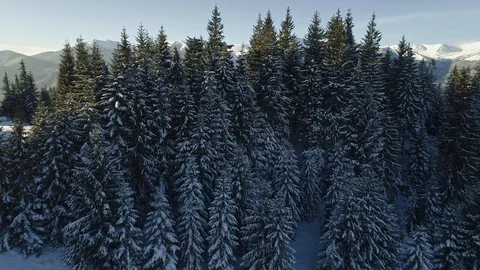 Winter mountain landscape. Flying over snow-covered pine forest and a valley in Stock Footage 100288759
