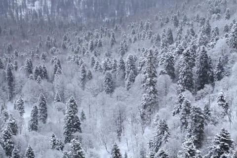 Winter mountain landscape Stock Photos