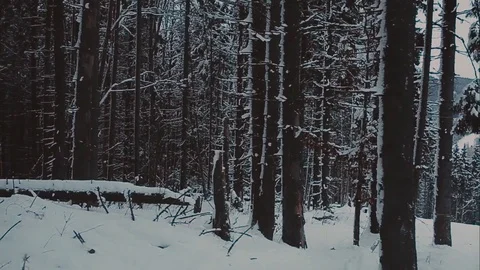 Winter mountain panorama with ski slopes. Spruce and mountain 動画素材 72147284