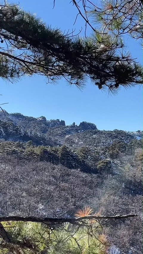 Winter Mountain Peak Framed by Swaying Pine Branches Vertical Video Stock Footage 326021383