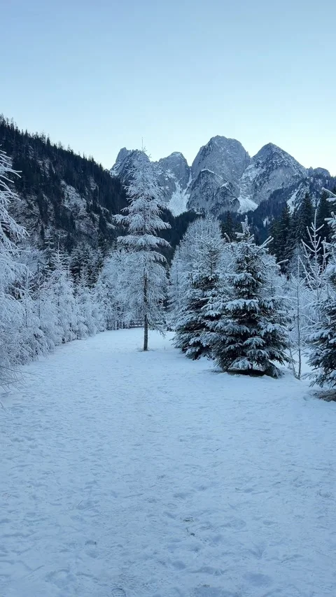 Winter mountain range with snow covered fir trees. Winter mountains Stock Footage 341361404