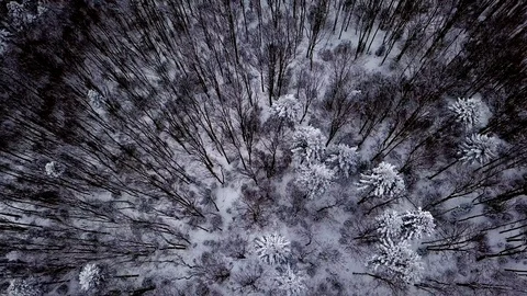 Winter mountain snowy forest in the clouds Stock Footage 123364772