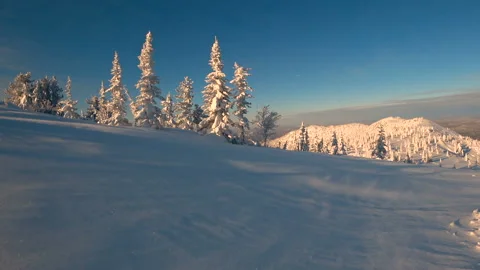 Winter mountain valley at dawn with snow-covered firs. drifting snow Video stock 99456072