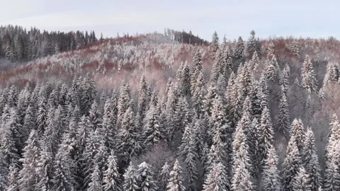 Winter in the mountains. Forest in the snow. Shooting from a quadcopter. Stock Footage 167564294