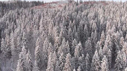 Winter in the mountains. Forest in the snow. Shooting from a quadcopter. Stock Footage 167613201