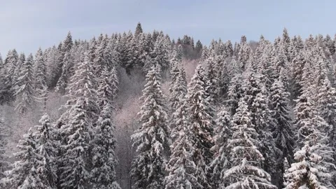 Winter in the mountains. Forest in the snow. Shooting from a quadcopter. Stock Footage 167745951