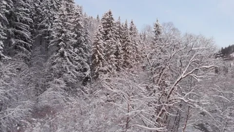 Winter in the mountains. Forest in the snow. Shooting from a quadcopter. Stock Footage 168058016