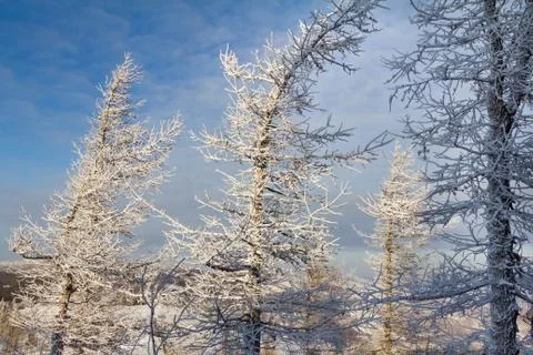 Winter in the mountains Stock Photos