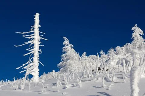 Winter in the mountains Stock Photos