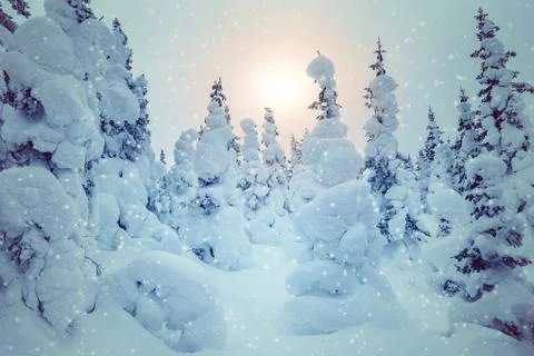 Winter in the mountains Stock Photos