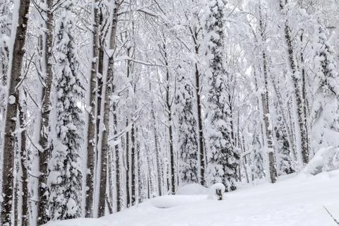 Winter in the mountains Stock Photos