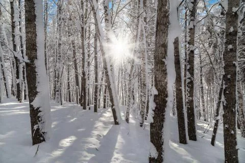 Winter in the mountains Stock Photos