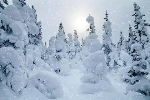 Winter in the mountains Stock Photos