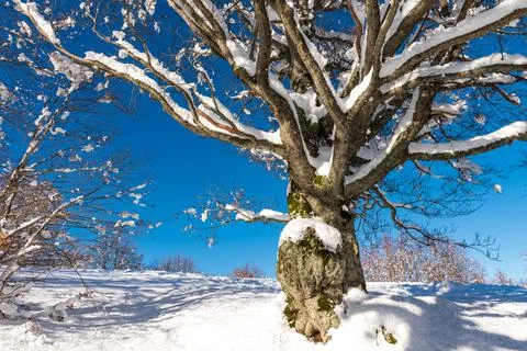 Winter in the mountains Stock Photos
