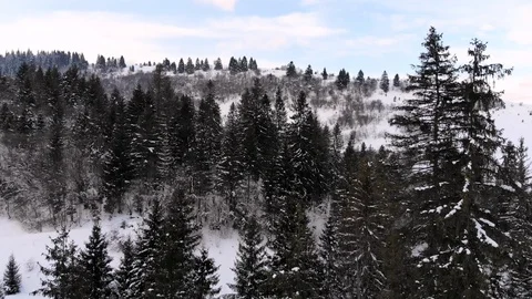 Winter in the mountains. Winter forest from a bird's eye view. Snow-covered Stock Footage 101872047