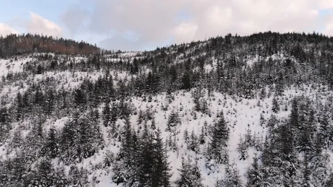Winter in the mountains. Winter forest from a bird's eye view. Snow-covered Stock Footage 101873250