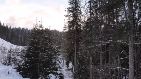 Winter in the mountains. Winter forest from a bird's eye view. Snow-covered Stock Footage 101874174