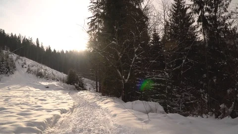 Winter in the mountains. Winter forest from a bird's eye view. Snow-covered Stock Footage 101874673