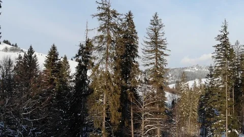 Winter in the mountains. Winter forest from a bird's eye view. Snow-covered Stock Footage 101875100