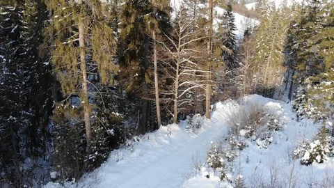 Winter in the mountains. Winter forest from a bird's eye view. Snow-covered Video stock 101875379