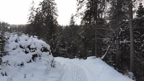 Winter in the mountains. Winter forest from a bird's eye view. Snow-covered Video stock 102896384