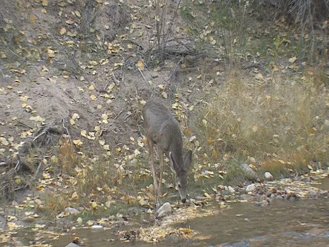 Winter Mule Deer Fawn Drinks from River, zoom wider, audio Stock Footage 73535137