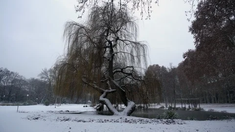 Winter mystic park with tree and snow Stock Footage 100414955