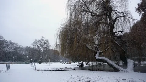 Winter mystic park with tree and snow Stock Footage 100415932
