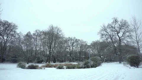 Winter mystic park with tree and snow Stock Footage 100420060