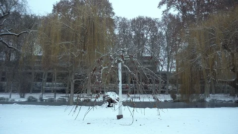 Winter mystic park with tree and snow Stock Footage 100420833