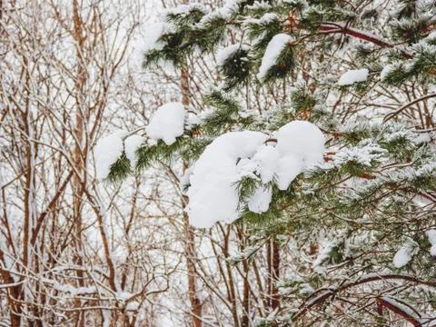 Winter natural background with pine tree branches under snow. Stock Photos