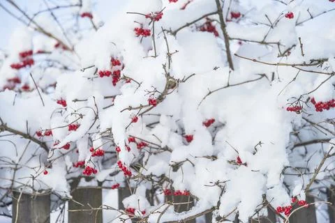 Winter natural background: tree with red berries covered by fresh snow Stock Photos