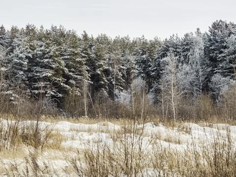 Winter natural background with trees under snow. Rural landscape. Snowy weath Stock Photos