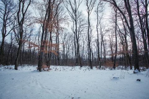 Winter in natural park Stock Photos