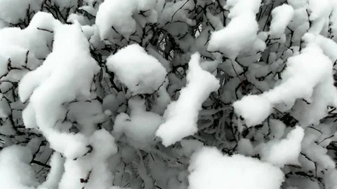 Winter nature background. Close up snow covered bushes and trees in city park Stock Footage 146238109