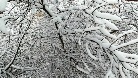 Winter nature background. Close up snow covered bushes and trees in city park Stock Footage 146459014