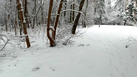 Winter nature background. Close up snow covered bushes and trees in city park Stock Footage 148079798