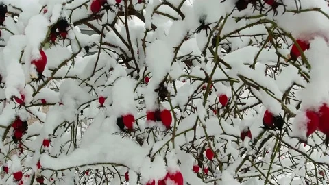 Winter nature background. Close up of wild rose red berry bushes and berries Stock Footage 148079635